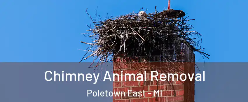 Chimney Animal Removal Poletown East - MI